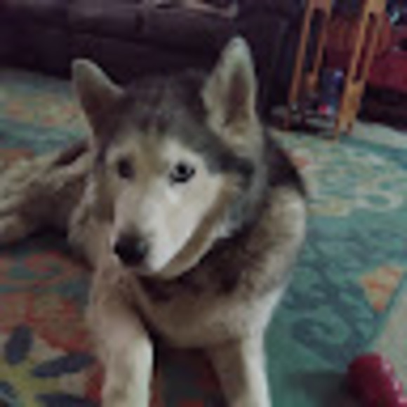 Meet your Posher, Abby - Picture 1 of 1
